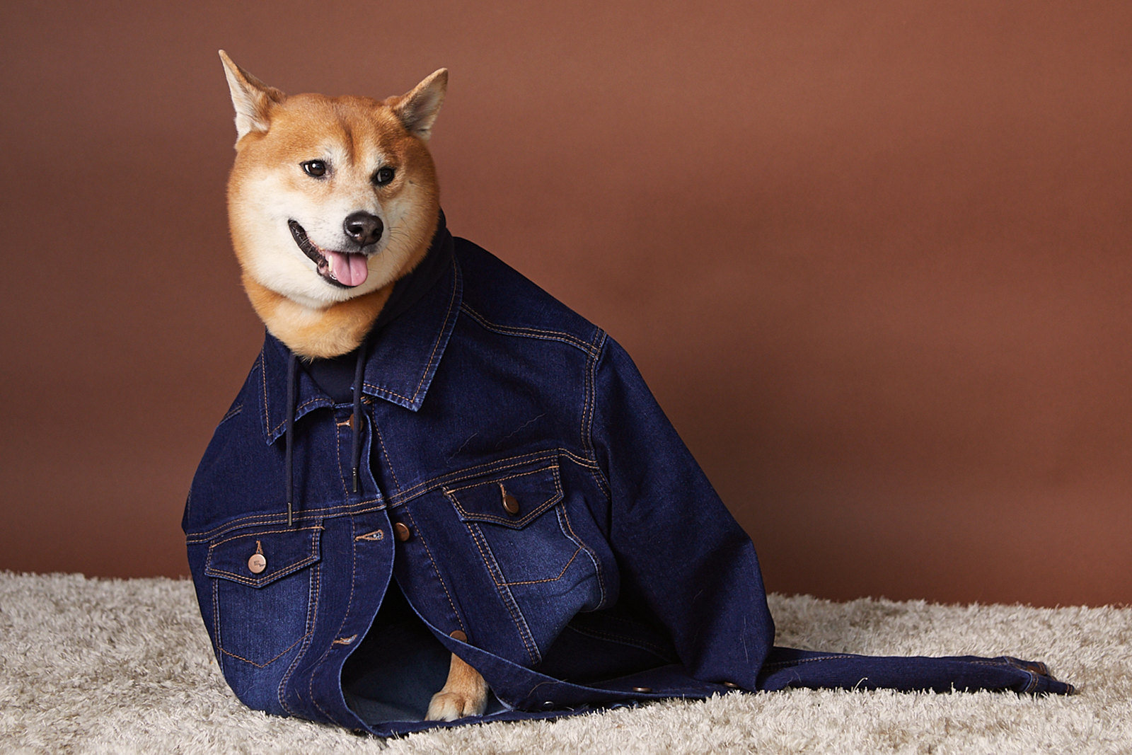 Dog wearing an 1822 Denim blue jean jacket